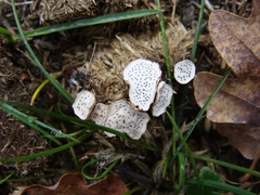 Poronia punctata