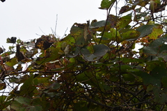 Vitis amurensis