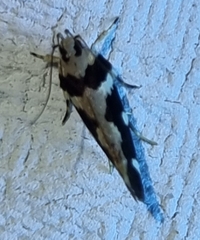 Macrobathra bigerella