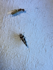 Macrobathra bigerella