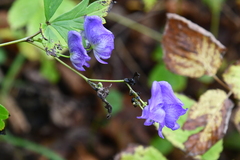 Aconitum taigicola