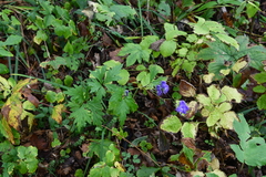 Aconitum taigicola