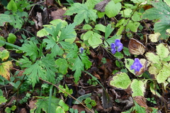 Aconitum taigicola