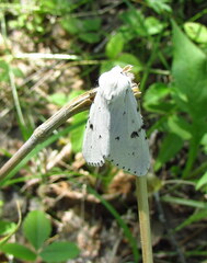 Acronicta leporina