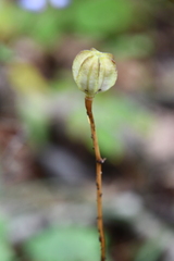 Lilium distichum