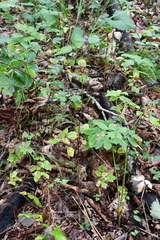 Lilium distichum