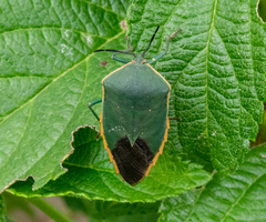 Piezosternum thunbergi