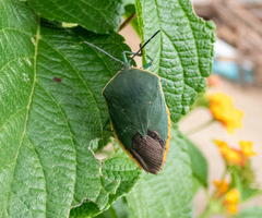 Piezosternum thunbergi