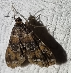 Elophila responsalis