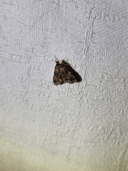 Elophila responsalis