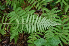 Athyrium yokoscense