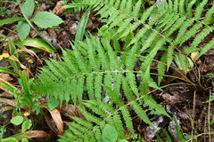 Athyrium yokoscense