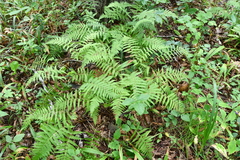 Athyrium yokoscense