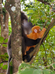 Trachypithecus obscurus
