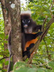 Trachypithecus obscurus