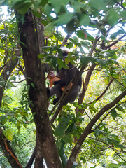 Trachypithecus obscurus