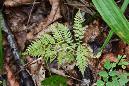 Athyrium spinulosum iNat (2)