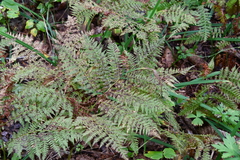 Pteridium latiusculum japonicum
