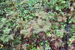 Pteridium latiusculum japonicum