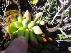 Tylecodon reticulatus