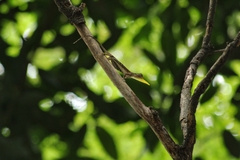 Draco volans