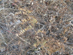 Vicia nervata