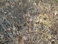 Dracocephalum ruyschiana