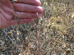 Dracocephalum ruyschiana