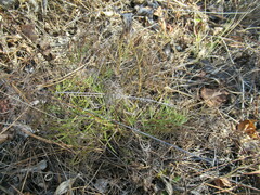 Artemisia commutata