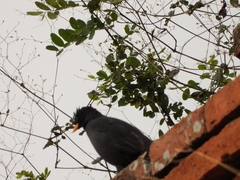 Acridotheres grandis