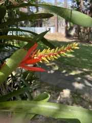 Aechmea nudicaulis