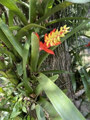 Aechmea nudicaulis