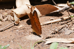 Phalanta madagascariensis