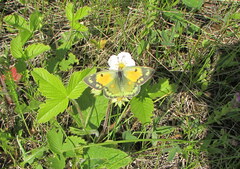 Colias myrmidone