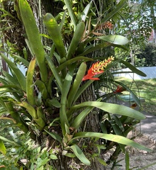 Aechmea nudicaulis