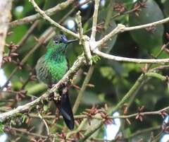 Heliodoxa leadbeateri