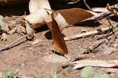 Phalanta madagascariensis