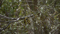 Melithreptus gularis