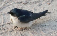 Hirundo dimidiata