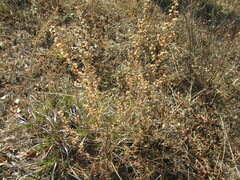 Artemisia commutata
