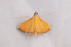 Mabra nigriscripta