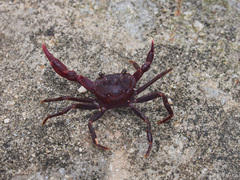 Phricotelphusa gracilipes