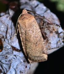Conistra veronicae