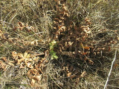 Potentilla longifolia