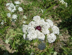 Eremodaucus lehmannii