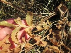 Potentilla longifolia