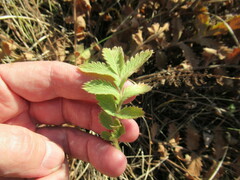Potentilla longifolia
