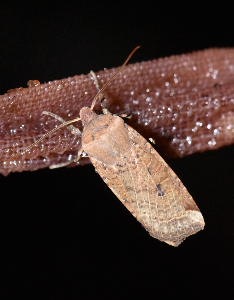 Conistra veronicae