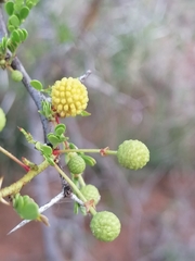 Vachellia exuvialis