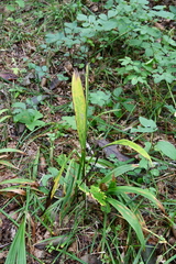 Veratrum maackii